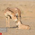 افزایش جمعیت گور ایران