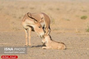 افزایش جمعیت گور ایران