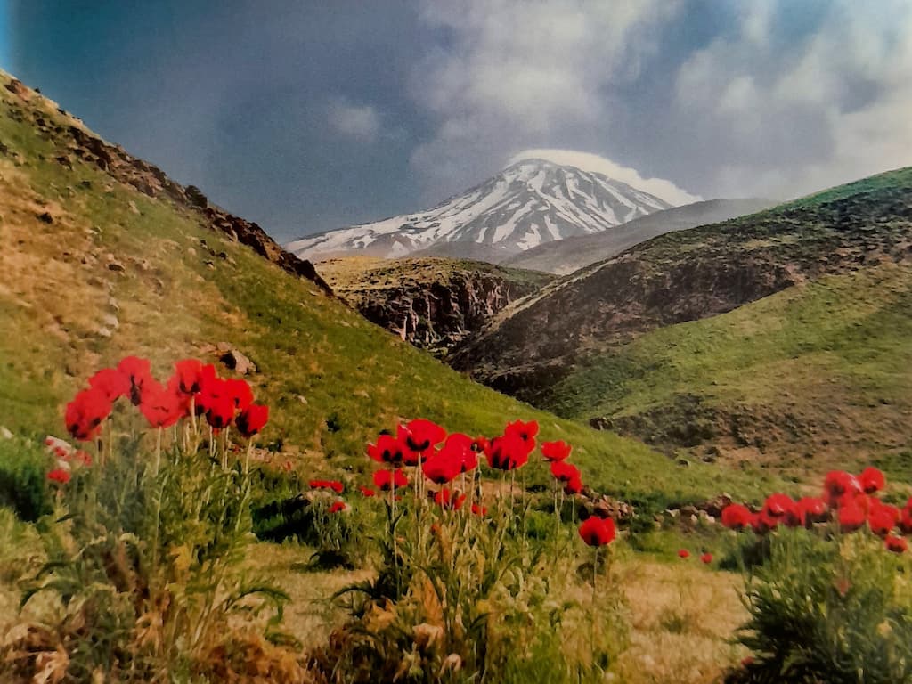 دشت شقایق های وحشی دماوند