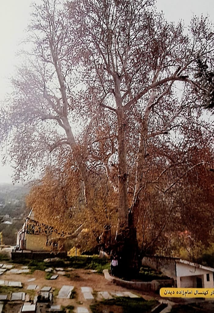 درخت کهنسال