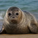 فک خزری در ساحل دریای خزر در میان آلودگی‌های محیطی