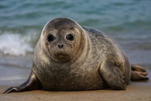 فک خزری در ساحل دریای خزر در میان آلودگی‌های محیطی