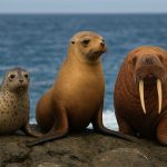 پره‌ پایان