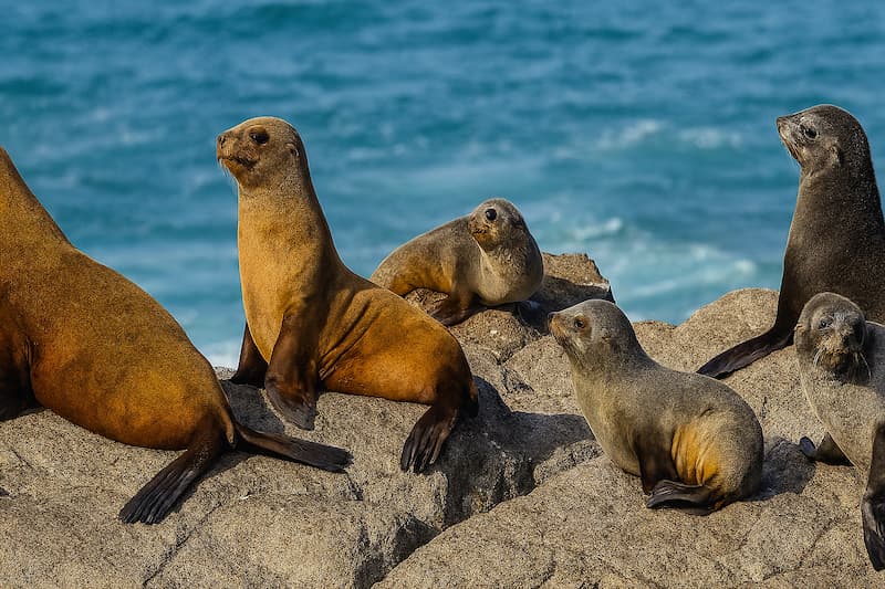 پرهپایان دریایی با پوست ضخیم و بالههای پرهدار در حال استراحت و شنا در سواحل سرد اقیانوسی