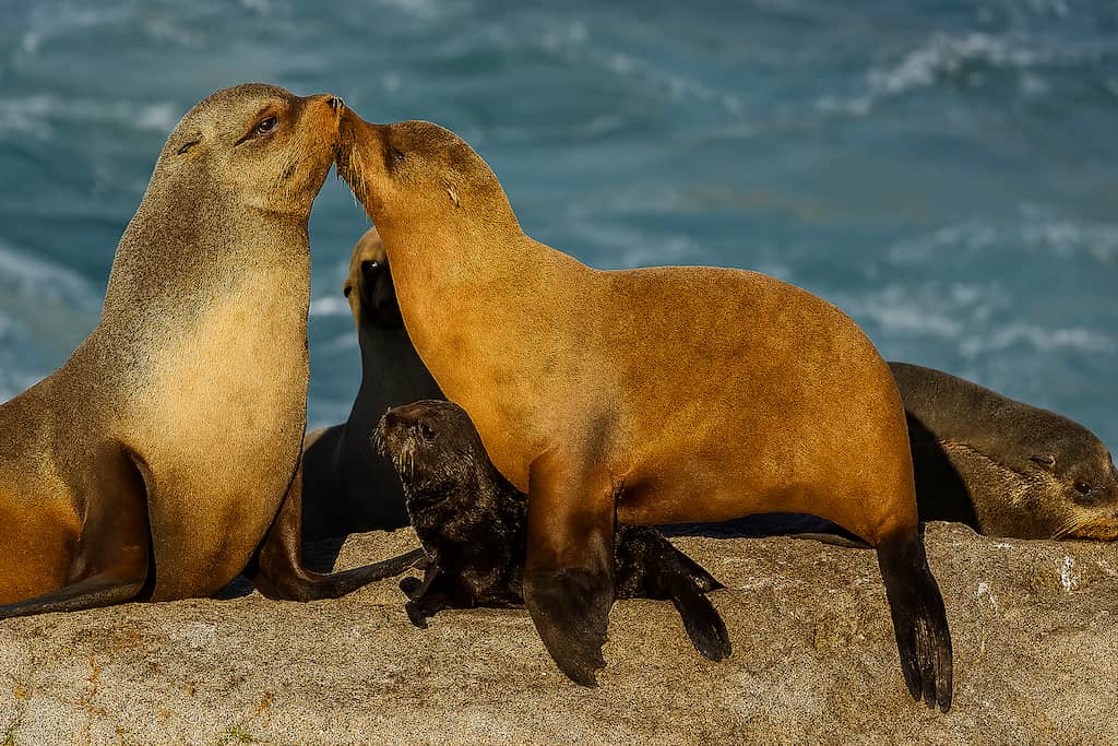 چرخه تولید مثلی پرهپایان: جفتگیری، بارداری، زایمان و مراقبت از تولهها در سواحل سرد اقیانوسی