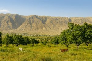 چشم‌انداز طبیعی لار با کوه‌ها، دشت سبز و حضور بزهای کوهی