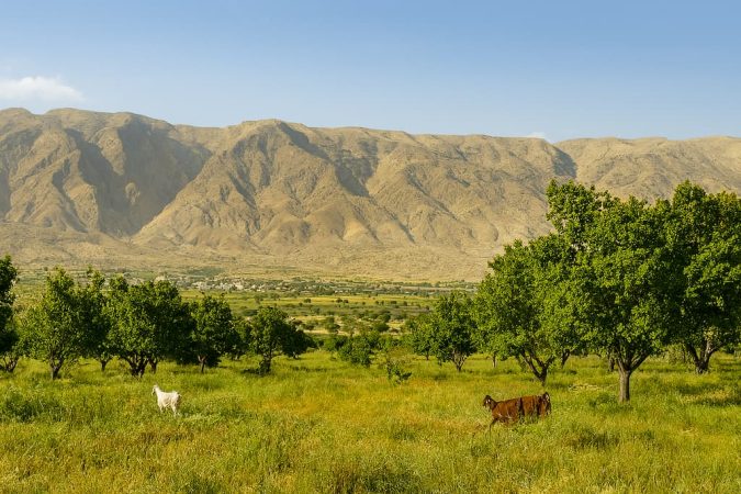 چشم‌انداز طبیعی لار با کوه‌ها، دشت سبز و حضور بزهای کوهی