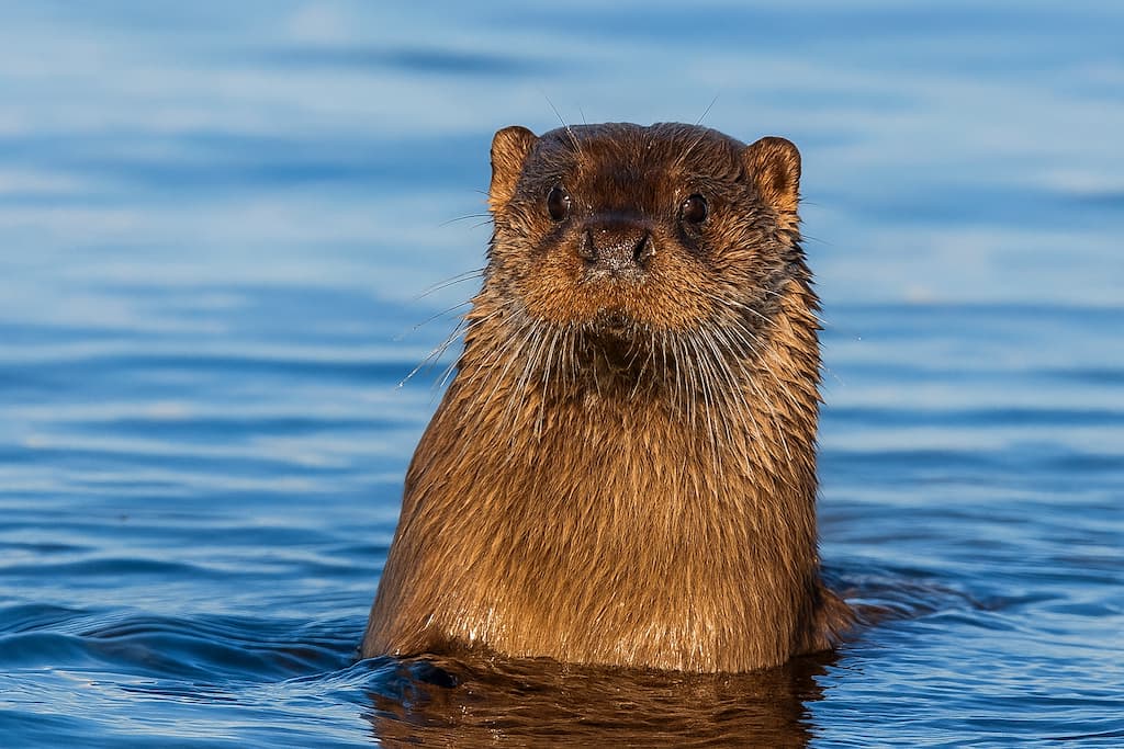 شنگ در زیستگاه طبیعی خود در رودخانهای مهآلود با نور صبحگاهی