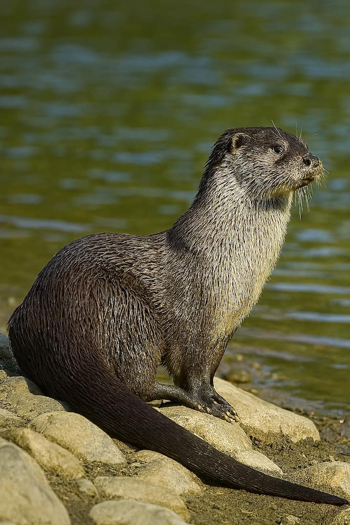 شنگ چیست شنگ در حالت شکار کنار رودخانه با بدنی استوانه‌ای و دم بلند